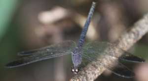 Las obligaciones subordinadas de Cajastur y el canje por acciones y CoCos que ofrece Liberbank